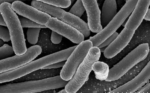 【Science】大肠杆菌或将退出历史舞台？某繁殖最快细菌将取代之.jpg
